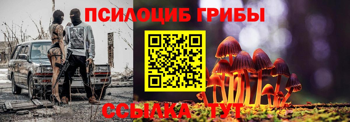 Псилоцибиновые грибы Psilocybe Ртищево